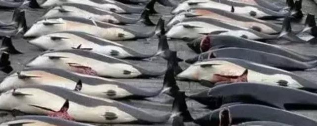 日本海豚湾事件 日本的海豚湾事件