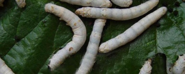 蚕宝宝的知识 蚕的知识介绍