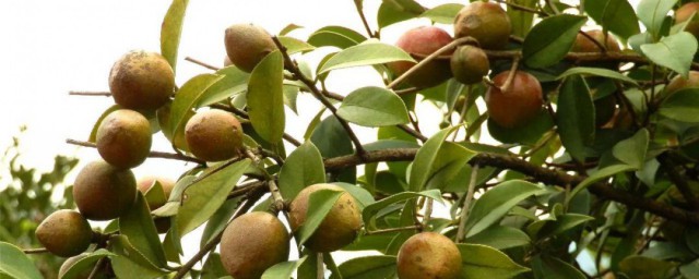 油茶是什么 油茶介绍