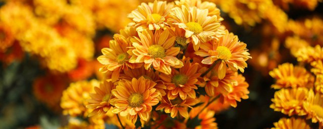 菊花的养护方法 菊花怎么养