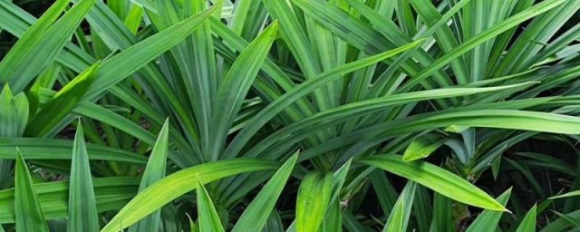 斑斓叶是香茅吗 斑斓叶是不是香茅