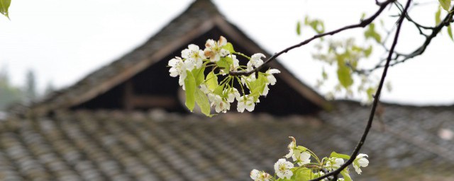 怎么简介清明节 怎样简介清明节