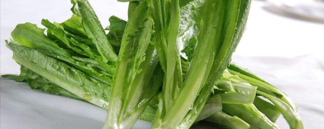 油麦是什么意思 油麦菜简介