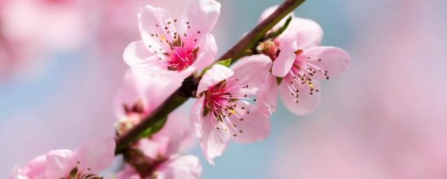 我爱桃花我爱家歌词 我爱桃花我爱家歌曲简介