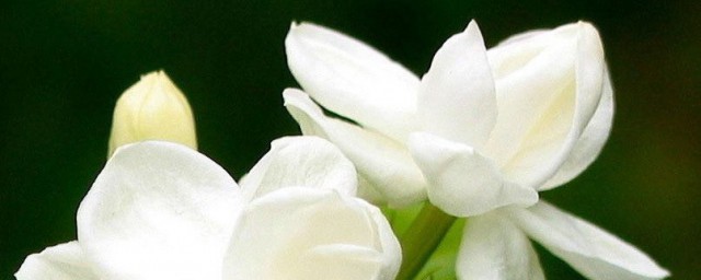 茉莉花的歌词 茉莉花的歌曲介绍