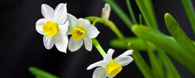 水仙花的资料 关于水仙花的介绍