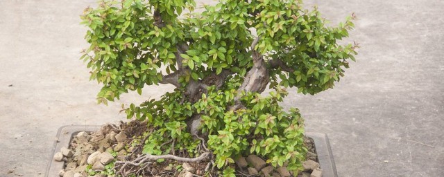 菩提树的养殖方法和注意事项 菩提树的养殖方法和注意事项介绍