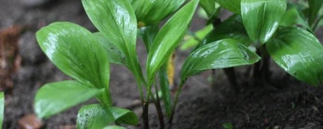 寒葱的种植方式和时间 寒葱的种植办法和时间简介