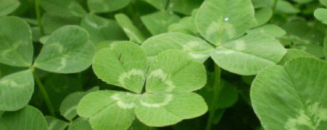 白三叶草种子种植方法 种植白三叶草有什么用途
