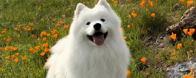 萨摩怎么养 萨摩如何养