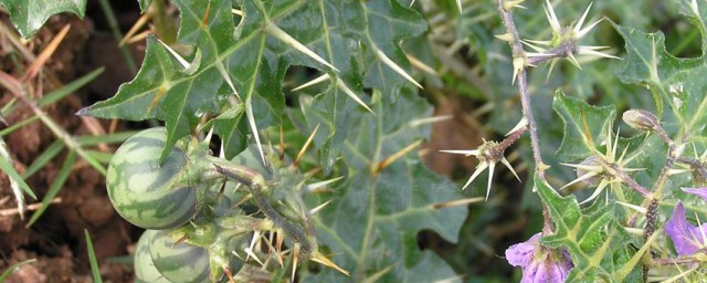 霸王刺植物简介 植物霸王刺介绍