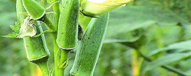 秋葵籽怎么种植方法 秋葵籽种植方法是什么