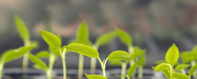 种子种植方法 种子种植方法是什么