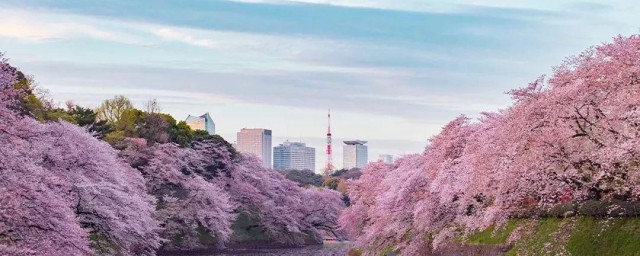 日本国歌歌词中文翻译 日本国歌歌词翻译