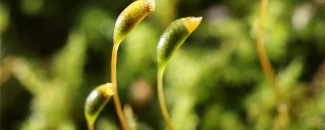 樱花种子怎么破壳发芽 樱花种子如何发芽