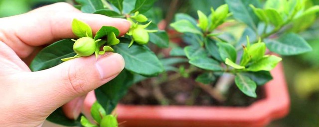 栀子如何养 栀子怎么养