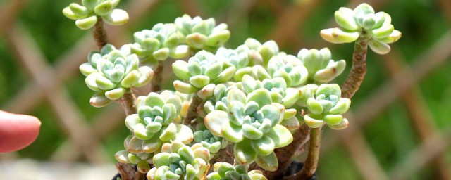 肉肉植物如何养 肉肉植物怎么养