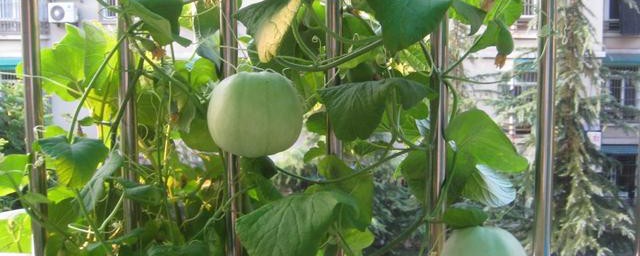 种甜瓜的办法次序 怎样种植种甜瓜