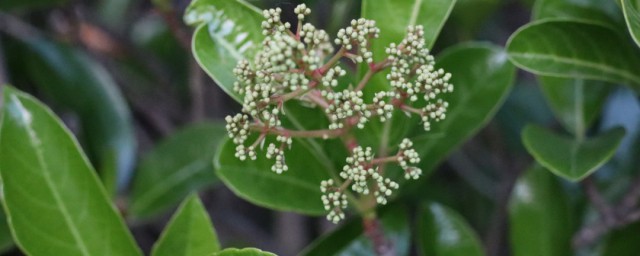 石楠花的作用 关于石楠花的作用介绍