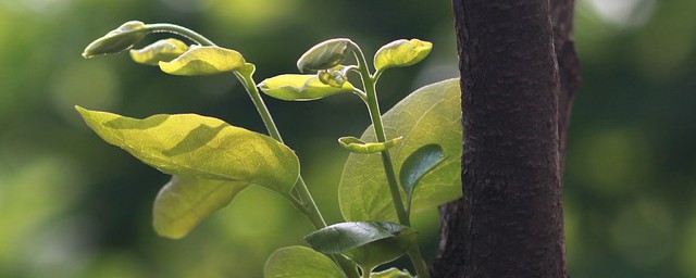 植物在大自然中的作用 植物在大自然中作用