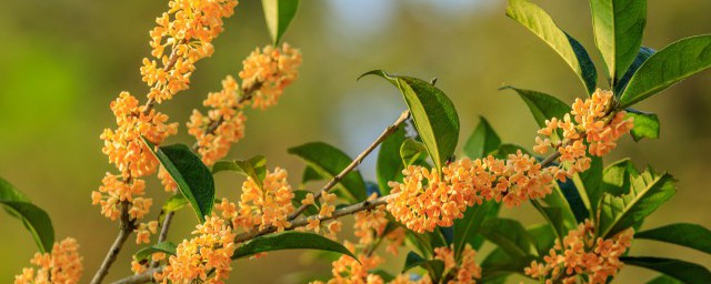 桂花树的资料 桂花树介绍