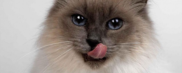 猫的舌头有什么作用 猫舌头的意义