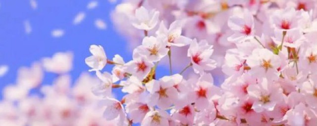 樱花有啥作用 樱花象征什么