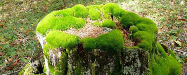 苔藓植物的作用 苔藓植物用途有哪些