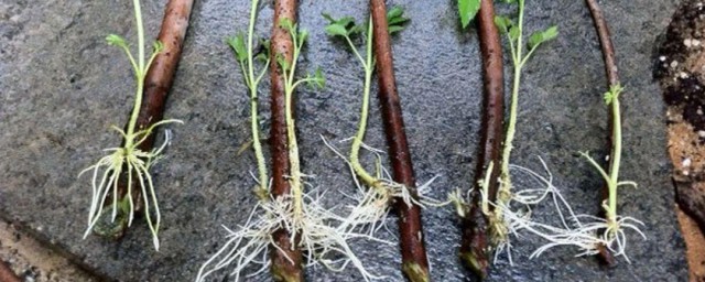 生根粉的作用和使用办法 生根粉的作用和使用技巧简介