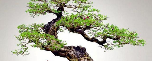 小叶黄杨盆景制作方法 小叶黄杨盆景的制作与养护方法