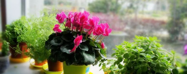 芙蓉花浇水的精确方式 芙蓉花怎么浇水