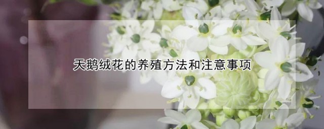 天鹅绒花的养殖办法和注意事项 天鹅绒花喜欢什么土壤