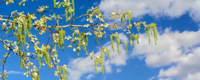 杨树花叫什么名字 杨树花简介