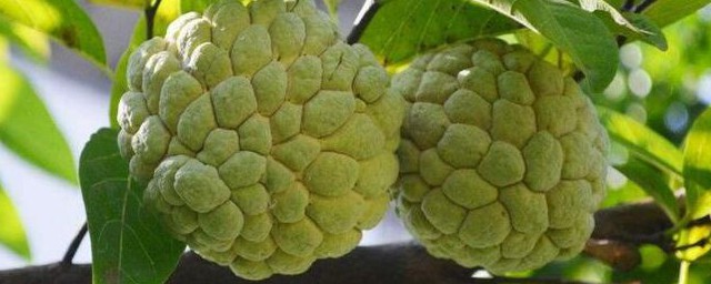 释迦果好种植吗 释迦果好不好种植吗