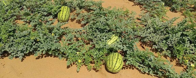 自己怎样种植西瓜 自己如何种植西瓜