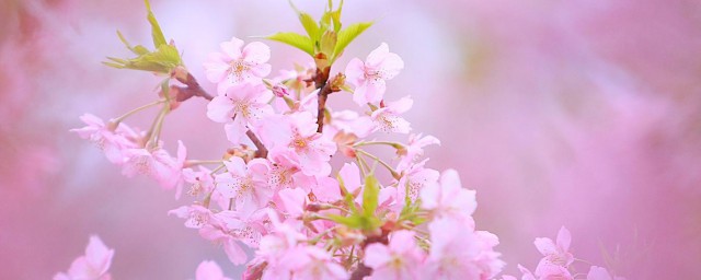 樱花是粉色的还是白色的 樱花简介