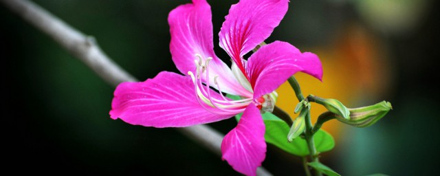 香港的区花是什么花 香港的区花介绍