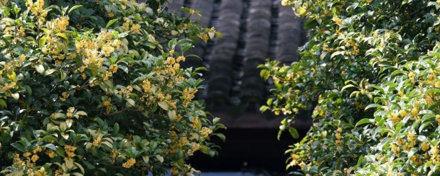 桂花树可以种在院子里吗 桂花介绍
