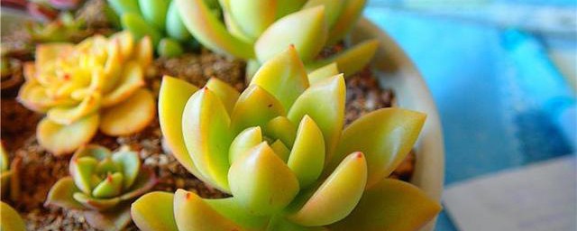 黄丽多肉怎样养殖技巧 黄丽多肉的养殖方式