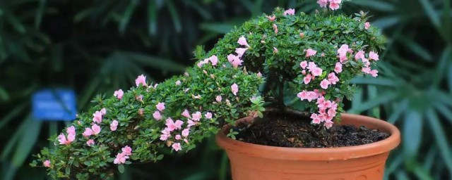 种植杜鹃花的小妙招 种植杜鹃花的小妙招简介