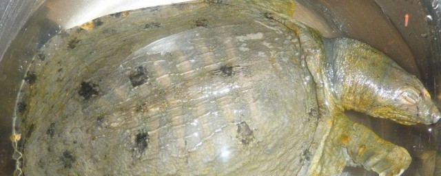 杀鳖的正确方法 杀鳖的方法分享
