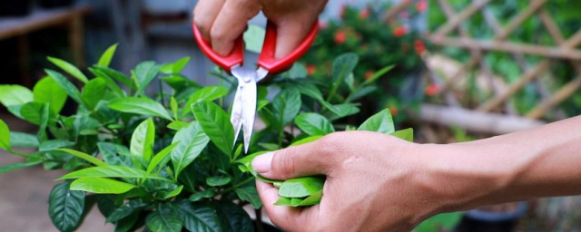 栀子花春季修剪办法 栀子花春季怎样修剪