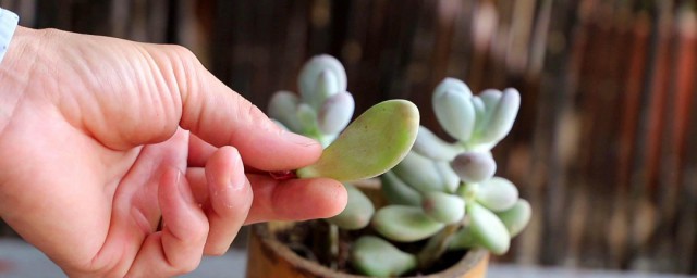 多肉布丁的养殖技巧和注意事项 多肉布丁如何养殖
