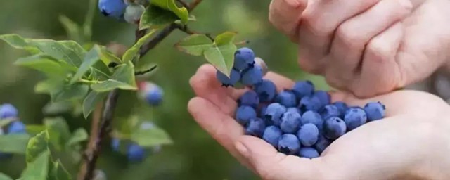 蓝莓酒的制作方法 蓝莓酒怎么制作