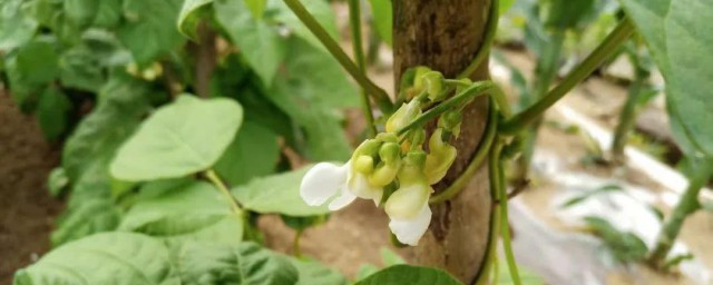 白芸豆种植时间和方法 白芸豆怎么种植