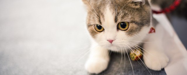 猫不吃东西怎么办 关于猫不吃东西的原因以及做法