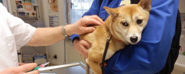 狂犬疫苗怎么打 狂犬疫苗打的方法