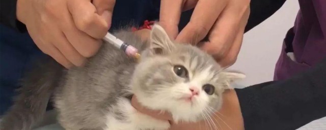 猫疫苗怎样打 如何打猫疫苗