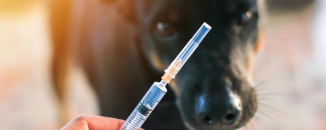 打狂犬疫苗怎么打 打狂犬疫苗如何打