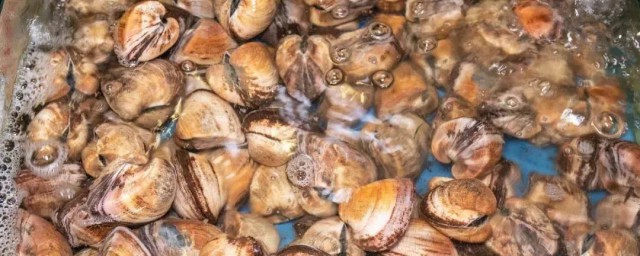 青口螺怎么处理干净 青口螺的处理清洗方法